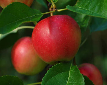 Dwarf Patio Apple Tree 'Summerred'
