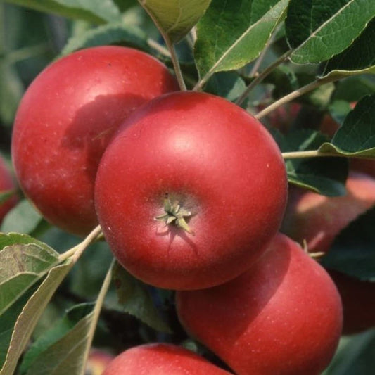 Dwarf Patio Apple Tree 'Discovery'