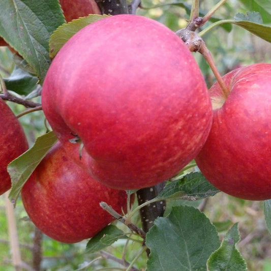 Dwarf Patio Apple Tree 'Gala'