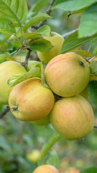 Dwarf Patio Apple Tree 'Golden Pearmain'