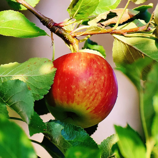 Dwarf Patio Apple Tree 'Jonagold'