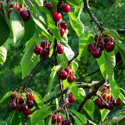 Dwarf Patio Cherry Tree 'Regina'